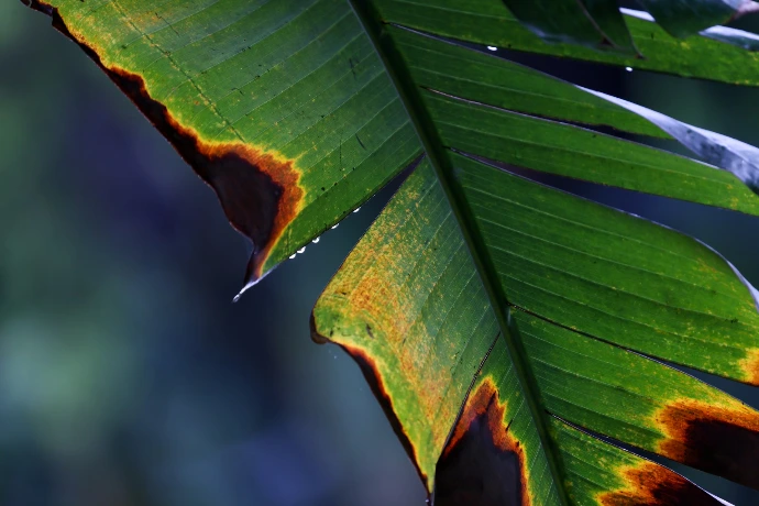 a close up of a green leaf with brown spots
