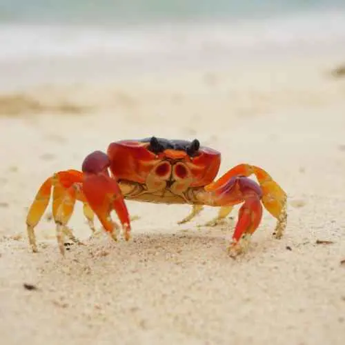 crabe touloulou